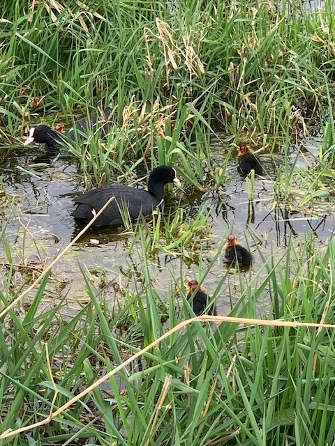 family of ducks in a pond on a golf course